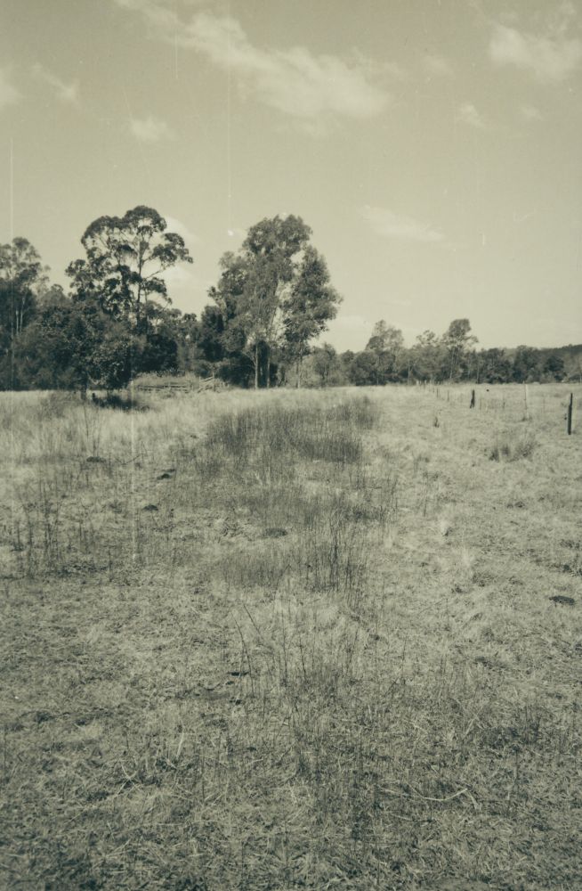 Scenes along the way from the Ferny Grove to Dayboro Train Walk 1994