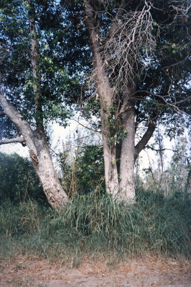 Trees back of South Pine Road with R.L. engraved on it