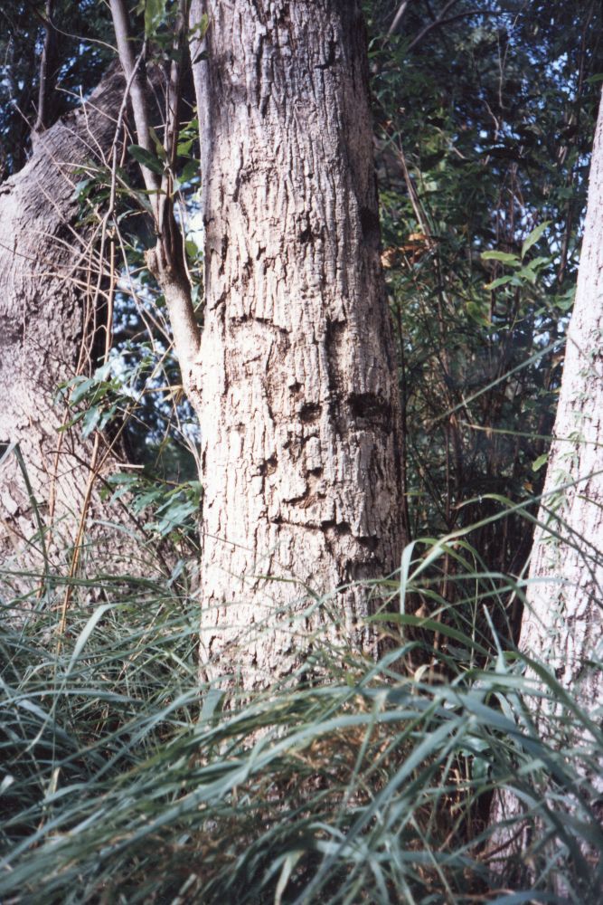 R.L. for Robert Leitch engraved name on tree