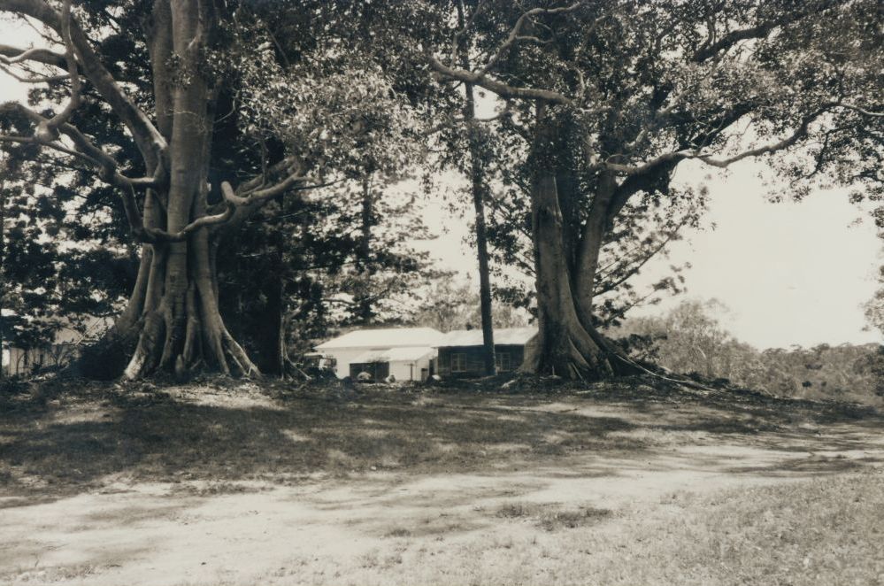 North Pine Country Park - Cottage and fig trees