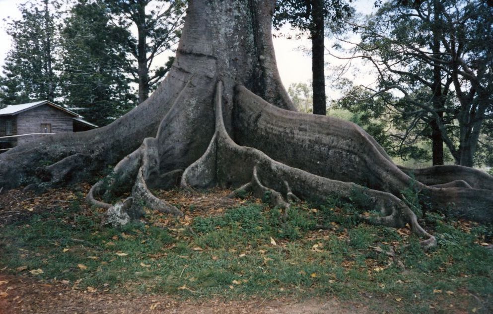 North Pine Country Park in 1995 - Large tree with buttressed roots