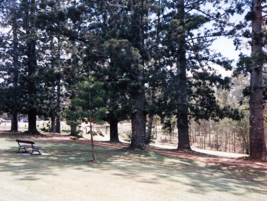 North Pine Country Park in 1995 - Pine trees