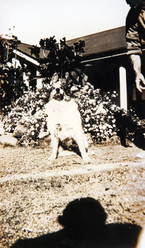 Dog in front of the England family's farmhouse, South Pine Road Brendale