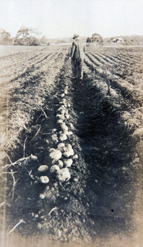 Potatoes on England's farm, South Pine Road Brendale