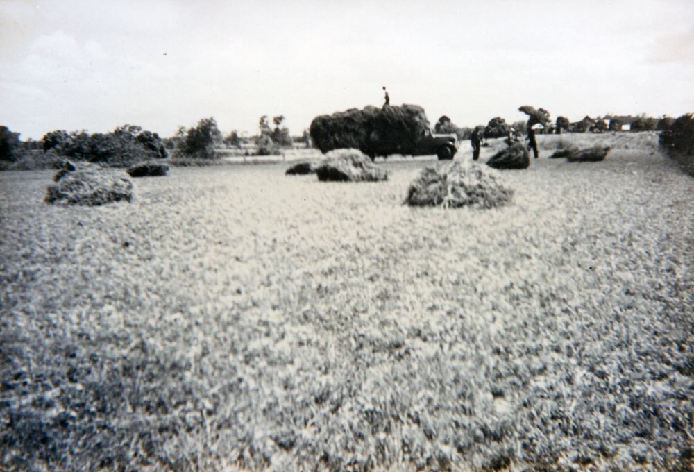 Collecting hay on England's farm, South Pine Road Brendale