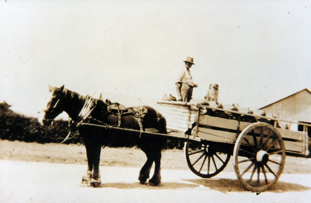 A load of potato sacks ready for market on England's farm, South Pine Road Brendale