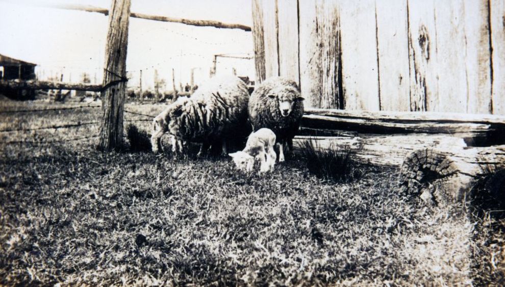Sheep near the barn on England's farm, South Pine Road Brendale