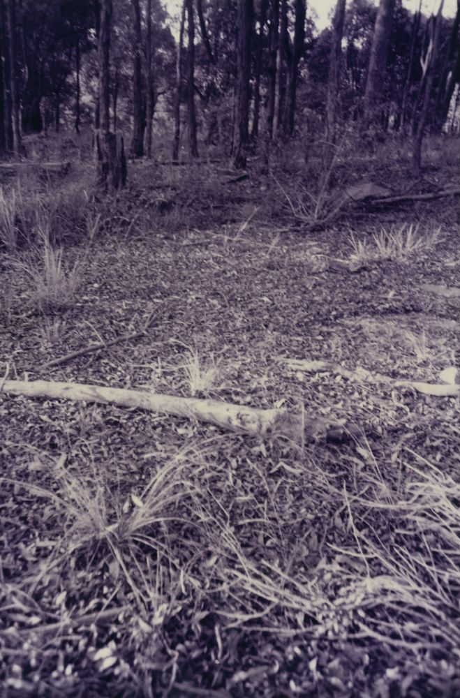 Remains of concrete slabs associated with United States Army activity near Kremzow Road Warner, 1995