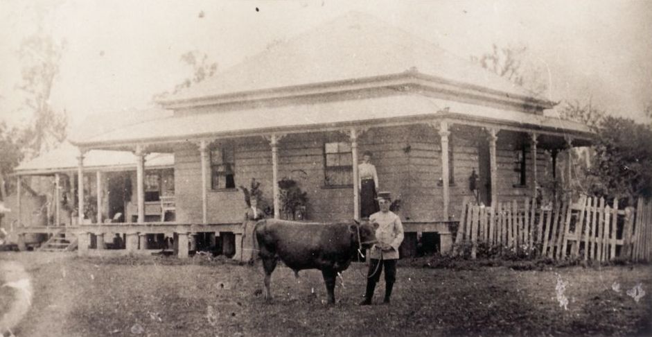 Luke Coe, aged 13, displays his bull calf at Arondale (sometimes rendered as Avondale), 1901