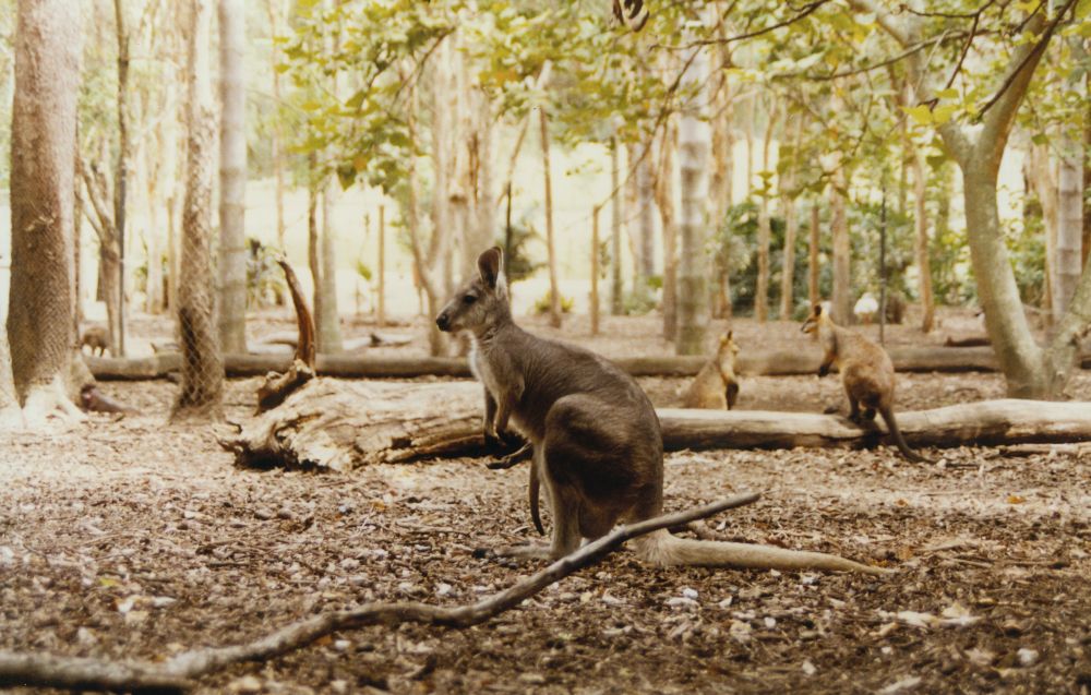 Wallabies at Alma Park Zoo, ca. 1990
