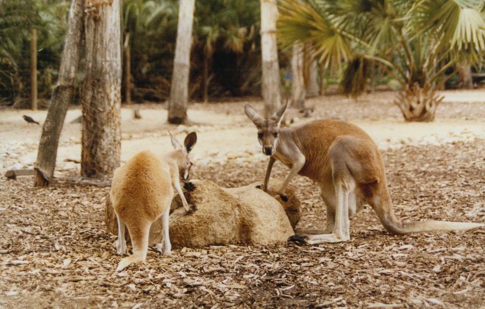 Kangaroos at Alma Park Zoo, ca. 1990
