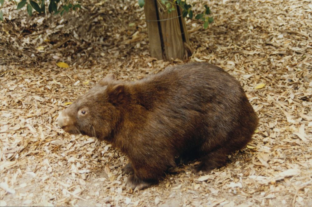 Wombat at Alma Park Zoo, ca. 1990
