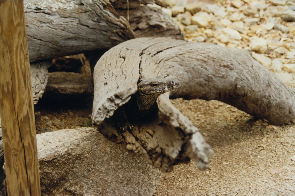 Goanna at Alma Park Zoo, ca. 1990