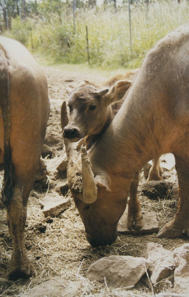 Water buffaloes at Alma Park Zoo, ca. 1990