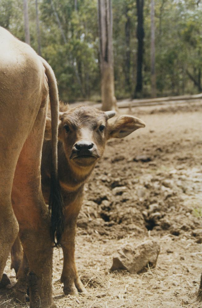 Water buffalo calf at Alma Park Zoo, ca. 1990