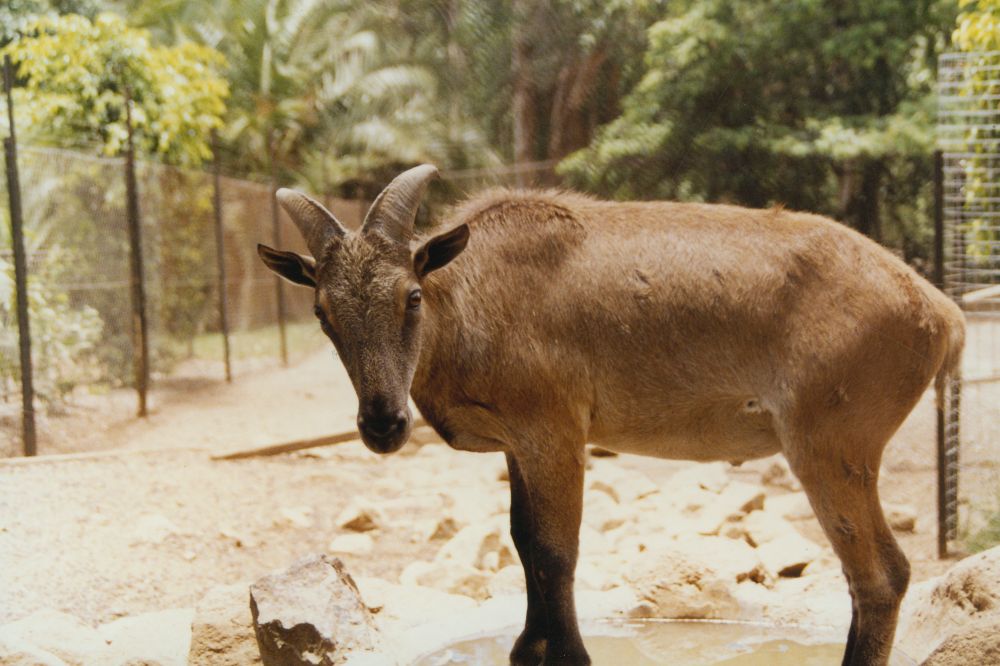 Wildlife at Alma Park Zoo, ca. 1990