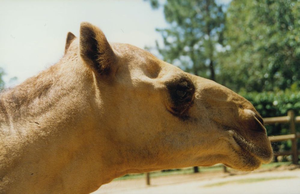 Camel at Alma Park Zoo, ca. 1990