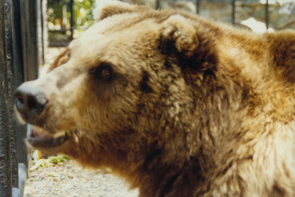 Bear at Alma Park Zoo, ca. 1990