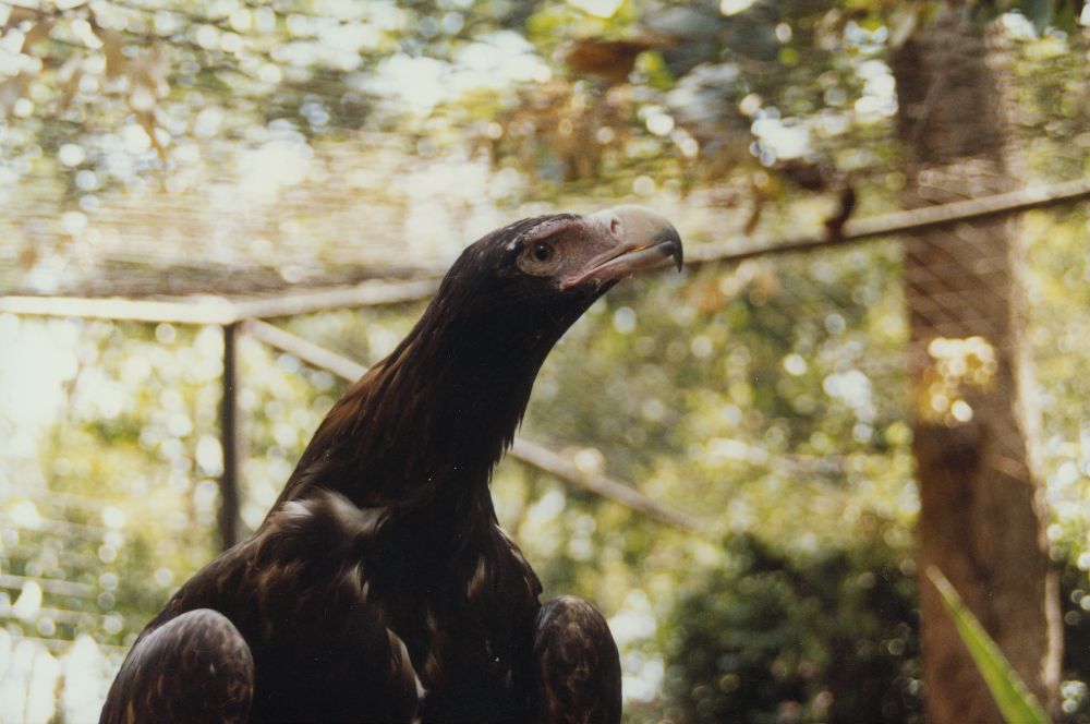 Wedge-tailed Eagle at Alma Park Zoo, ca. 1990