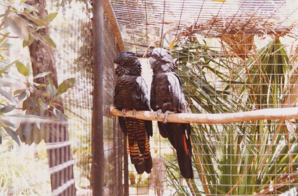 Black Cockatoos at Alma Park Zoo, ca. 1990