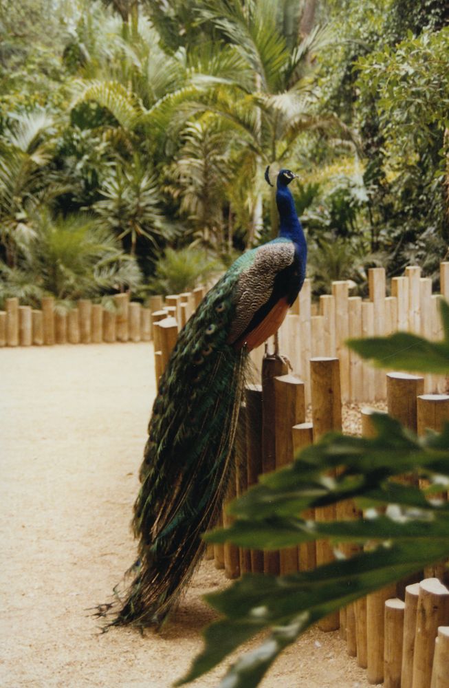 Peacock at Alma Park Zoo, ca. 1990