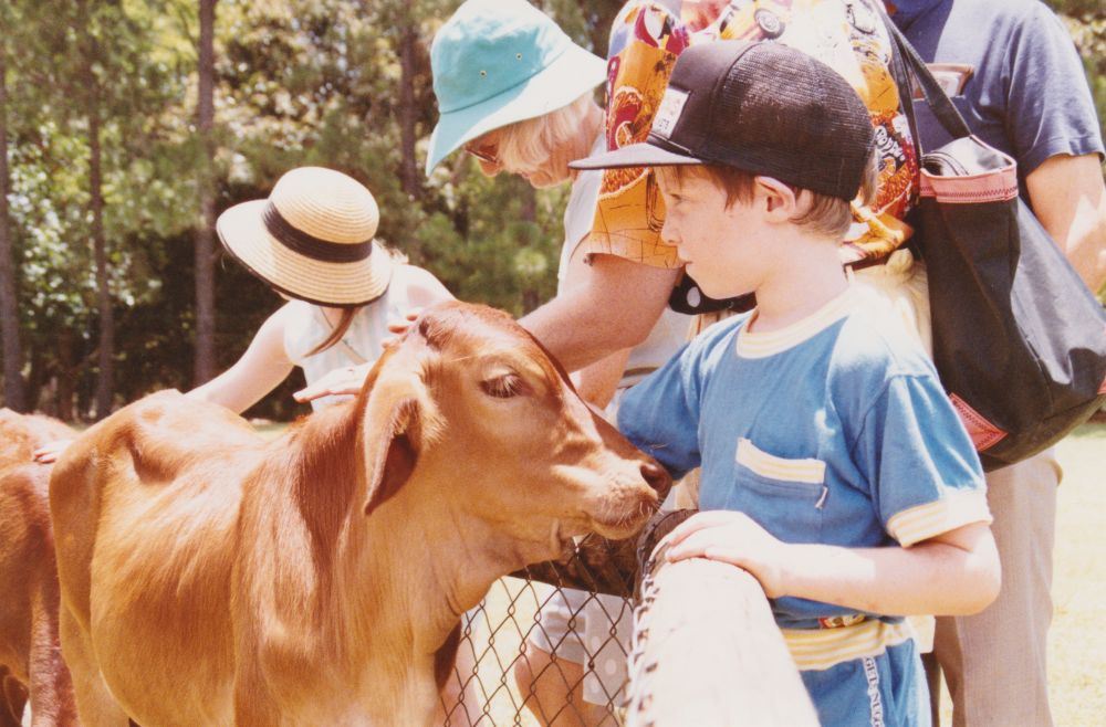 Children with calf at Alma Park Zoo, Dakabin (Qld.)