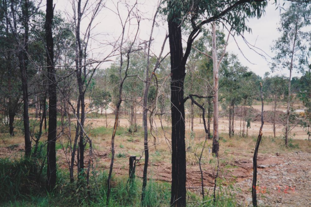 Land clearing Dayboro Road Petrie, 1996