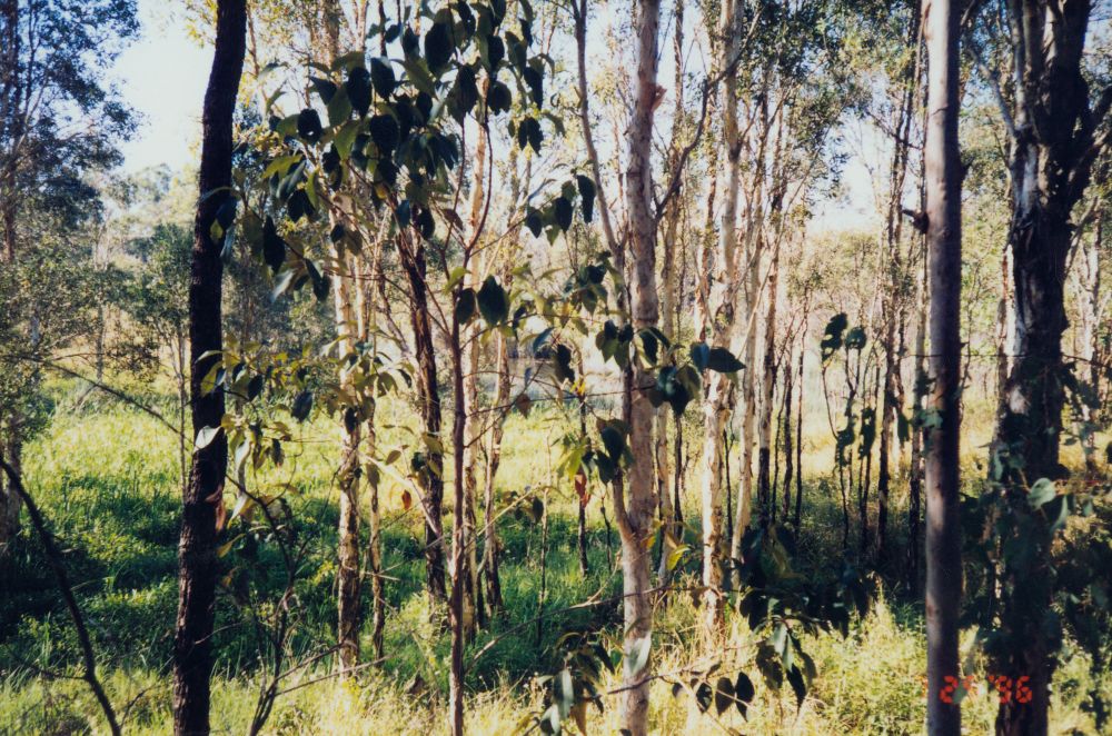 Waterholes at Murrumba Downs, 1996