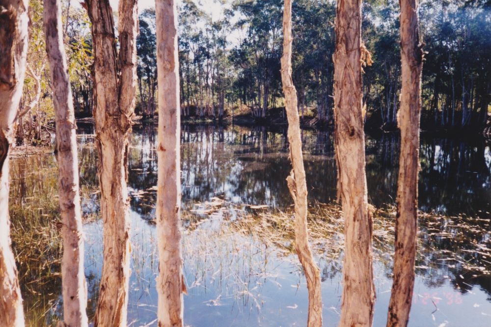 Dam near waterholes at Murrumba Downs, 1996