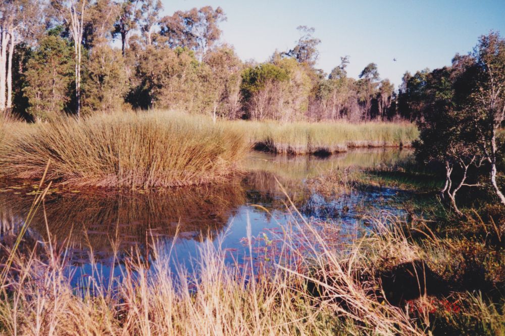 Waterhole at Murrumba Downs, 1996