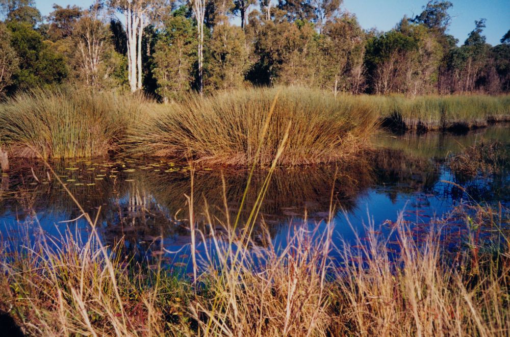 Waterhole at Murrumba Downs, 1996