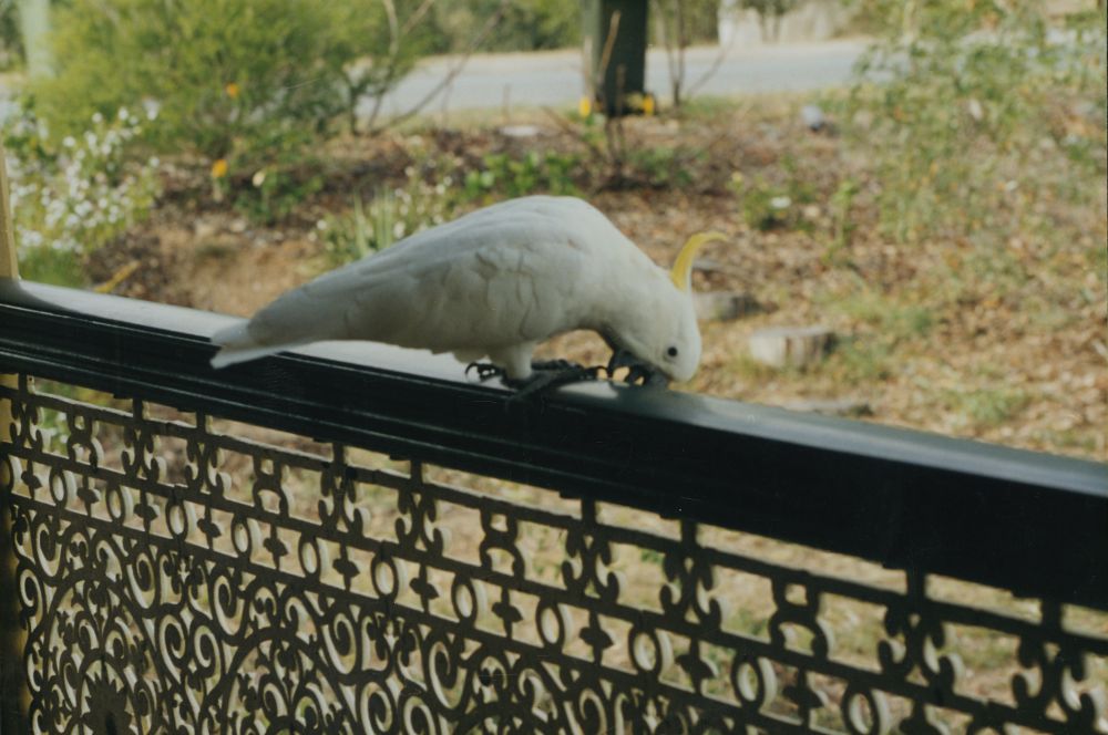Bleak House, Samford, ca. 1985