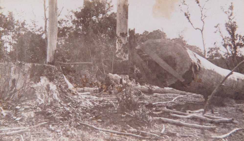 Felling timber in the Petrie area