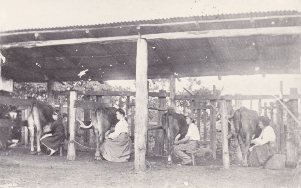 Milking by hand, Samsonvale