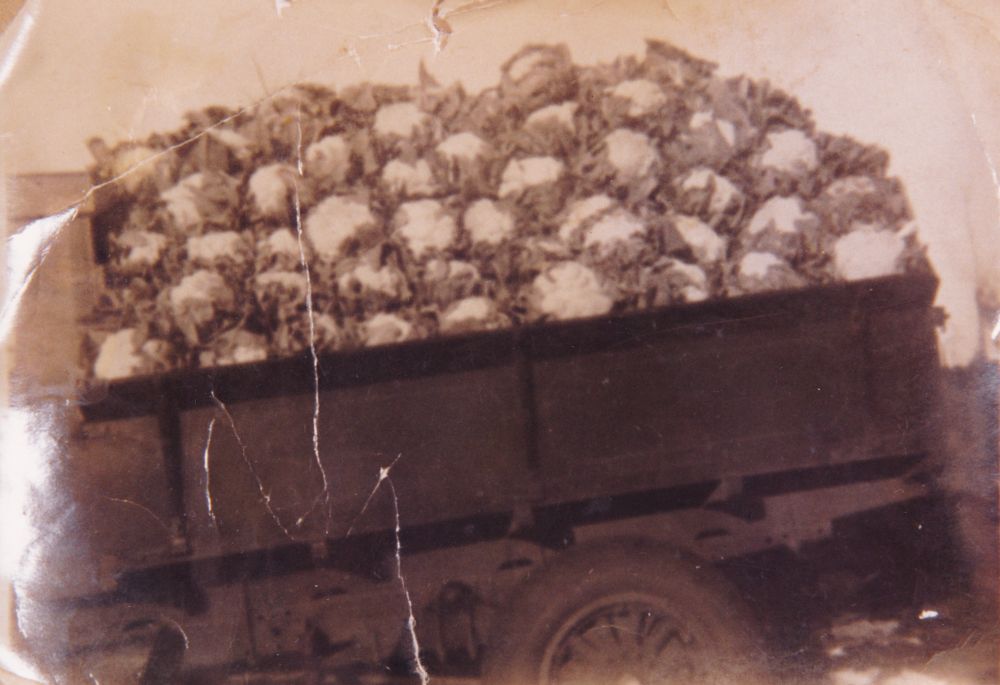 Cauliflowers grown on the Dohle property at Dohles Rocks