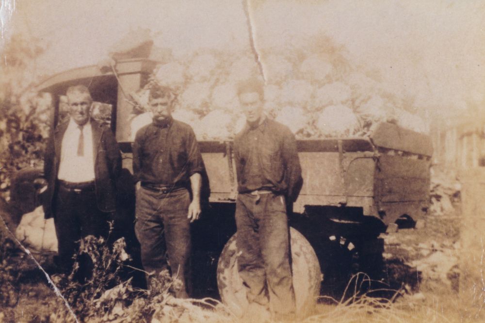 Cauliflowers grown on the Dohle property at Dohles Rocks