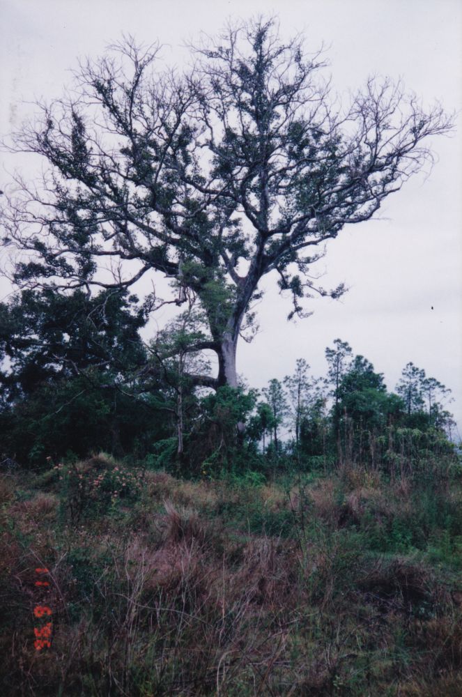 Old tree