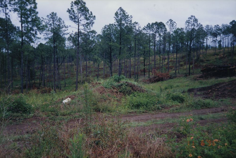 Petrie on Pine Estate, Dayboro Road Petrie, 1996