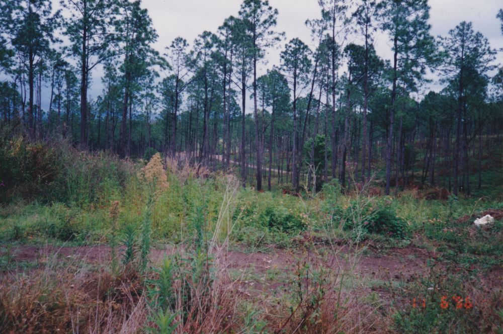 Petrie on Pine Estate, Dayboro Road Petrie, 1996