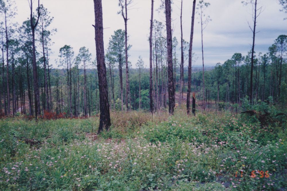 Petrie on Pine Estate, Dayboro Road Petrie, 1996