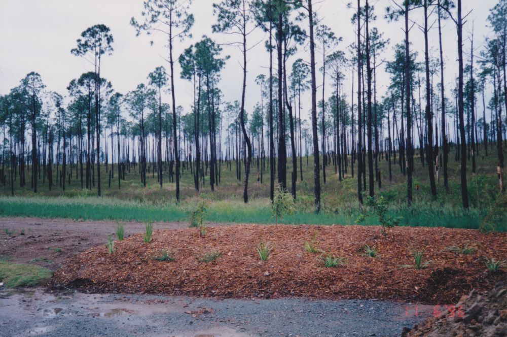 Petrie on Pine Estate, Dayboro Road Petrie, 1996