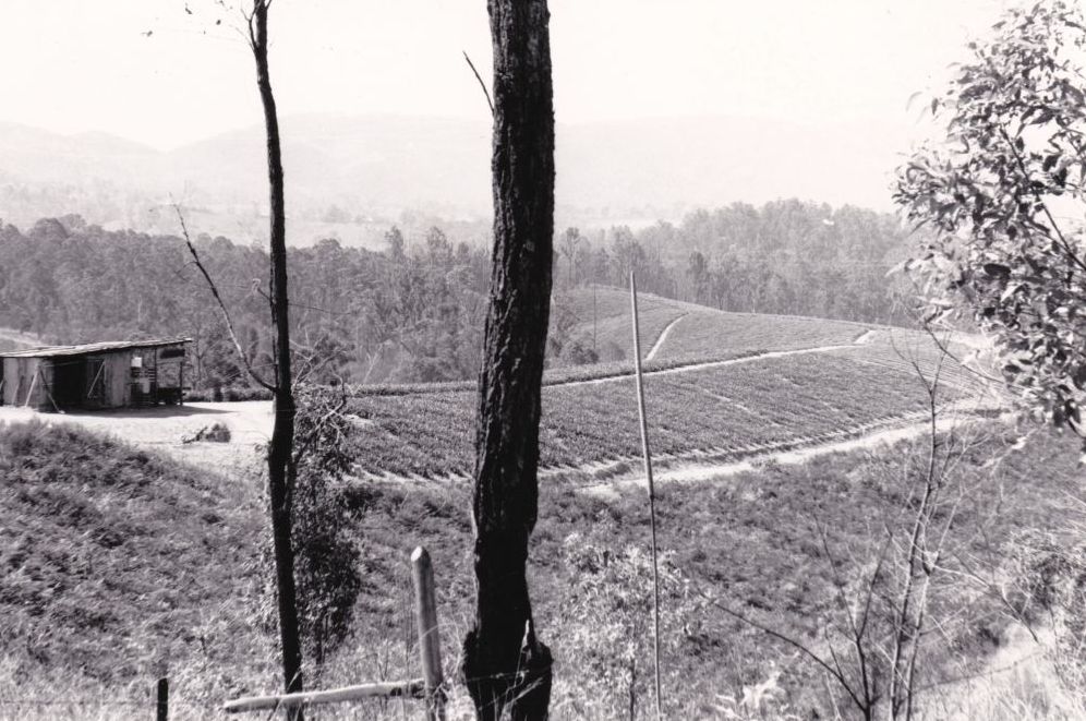 Crops growing on hillsides