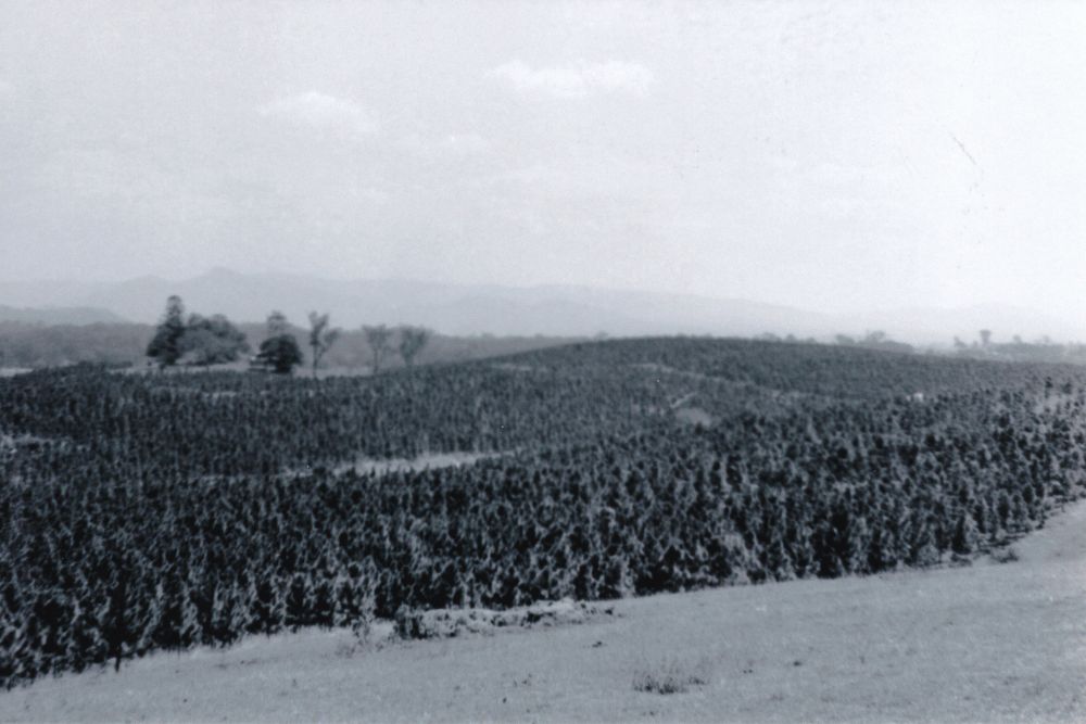 Plantation of Slash Pine, Petrie, 1972