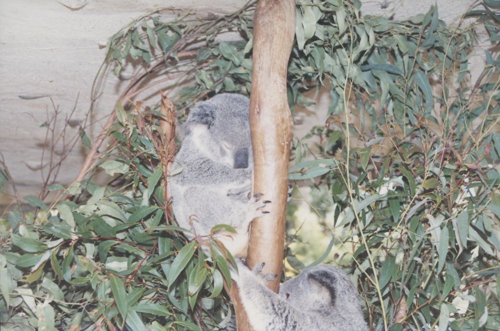 Koalas, ca. 1990
