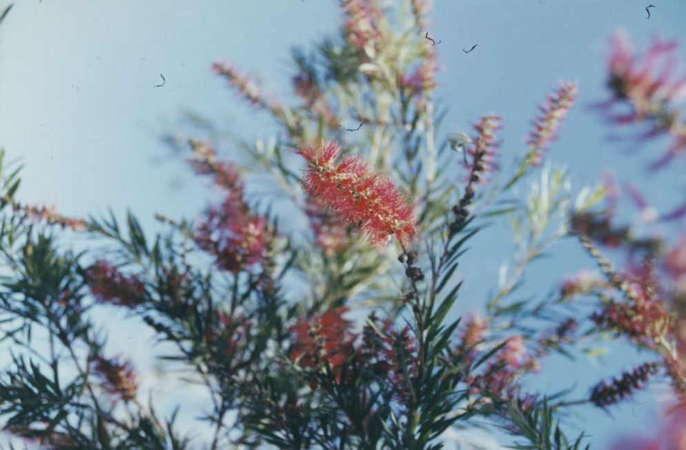 Bottlebrush (native plant) in flower, ca. 1990