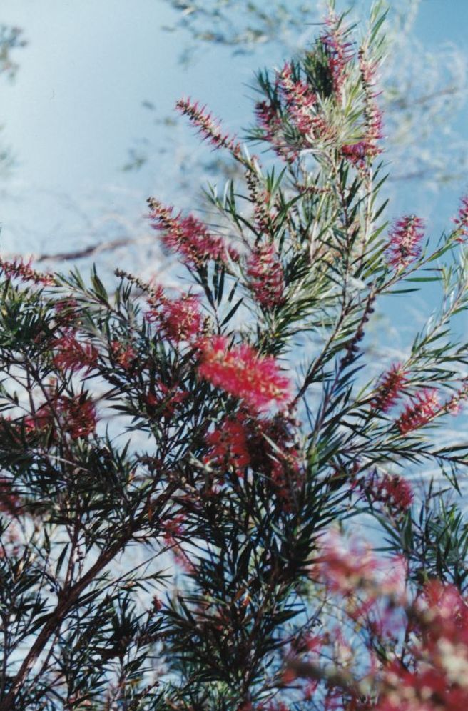 Bottlebrush (native plant) in flower, ca. 1990