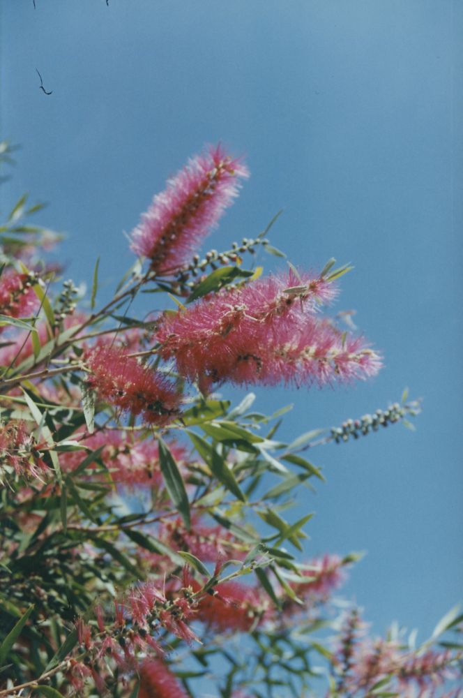 Bottlebrush (native plant) in flower, ca. 1990