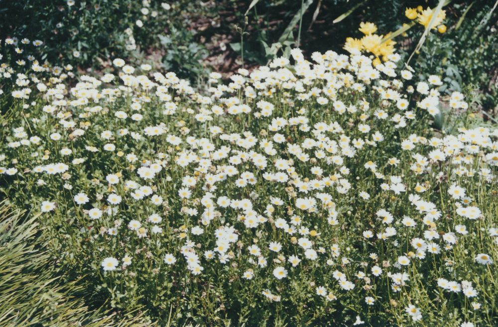 White daisies in flower in a garden bed, ca. 1990