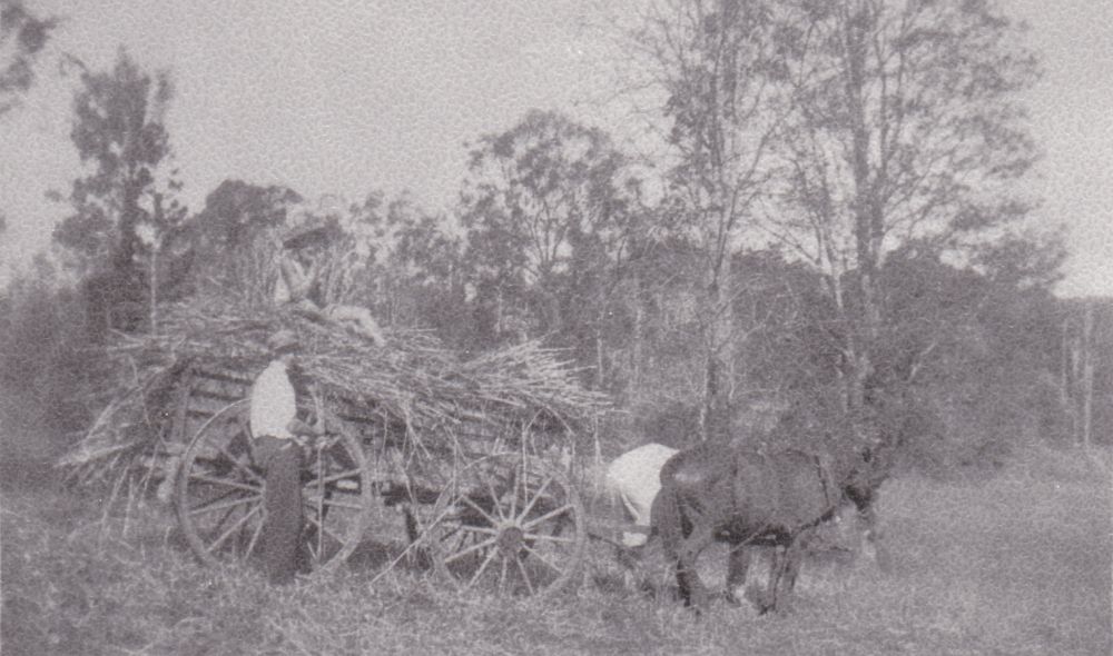 Wagon with a load of hay at Samsonvale