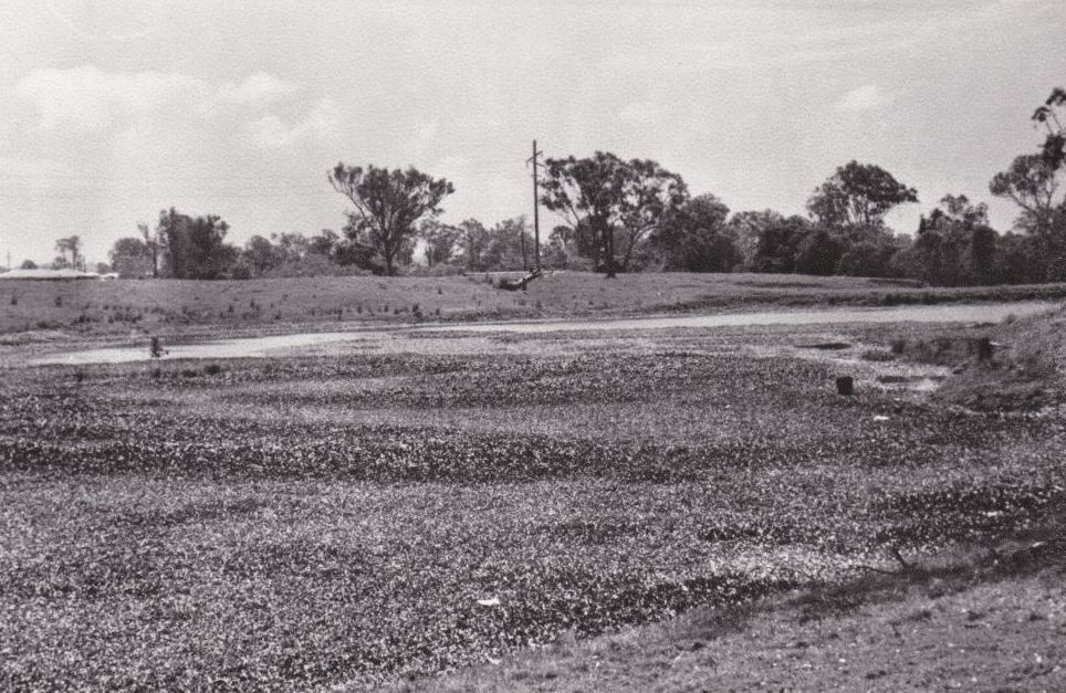 Portion of the lagoon near the Normanby Distillery, Strathpine, 1974